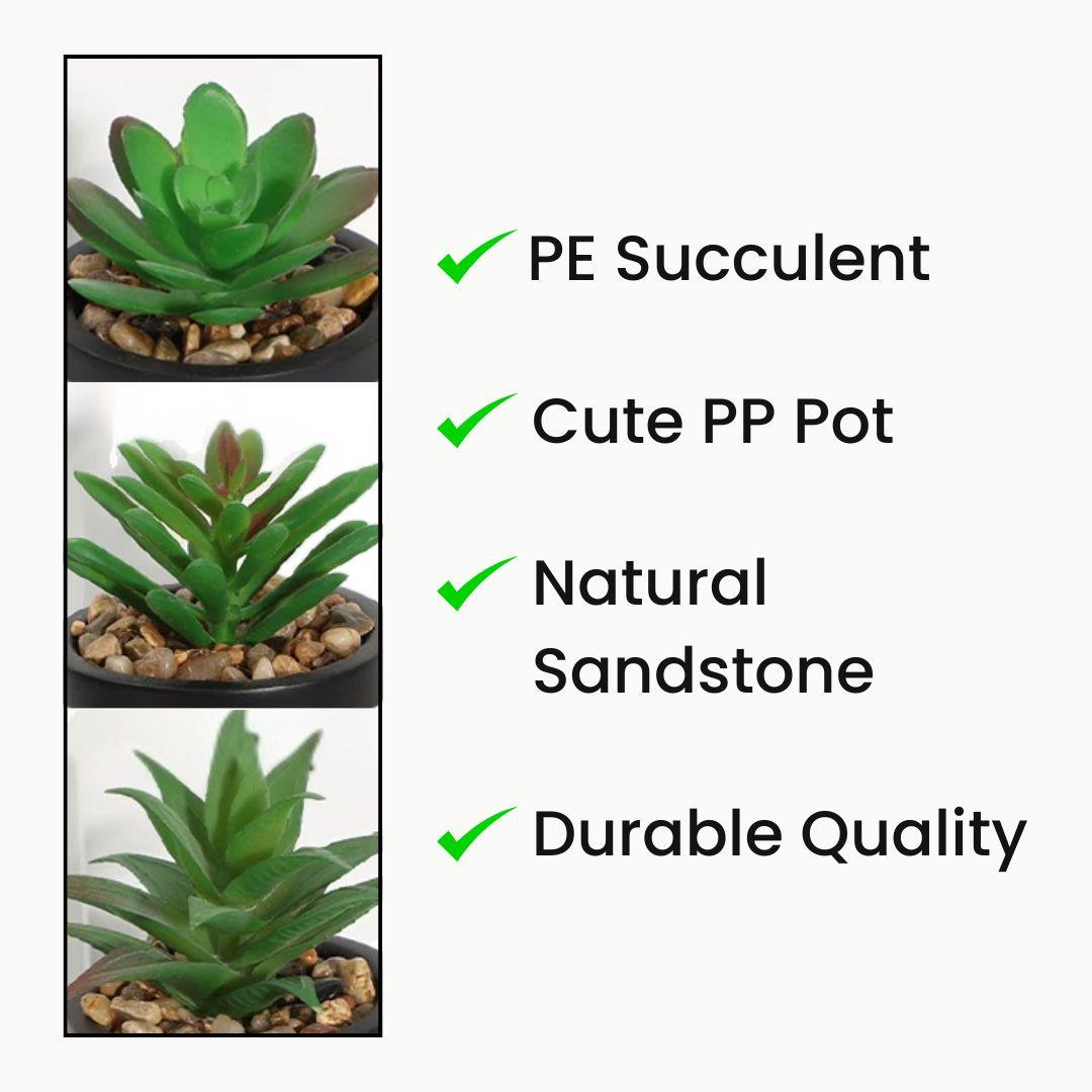 Small pot plants features