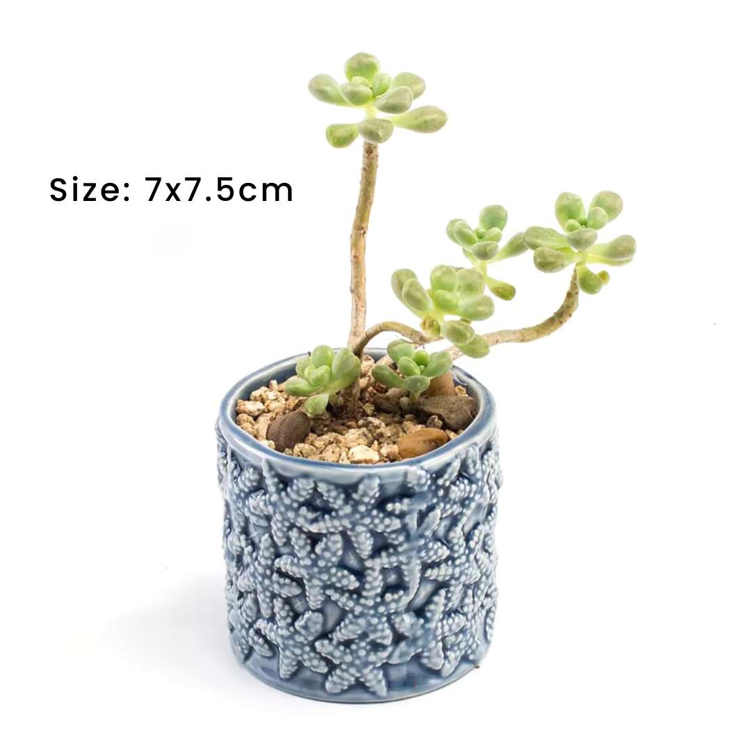 Succulent Pots - Unique Ocean-Inspired Fish, Snail, and Starfish Shaped Planters for Small Cactus and Flowers